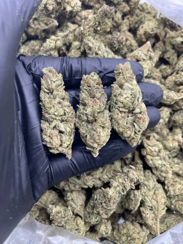 Buy Ice Cream Cake strain