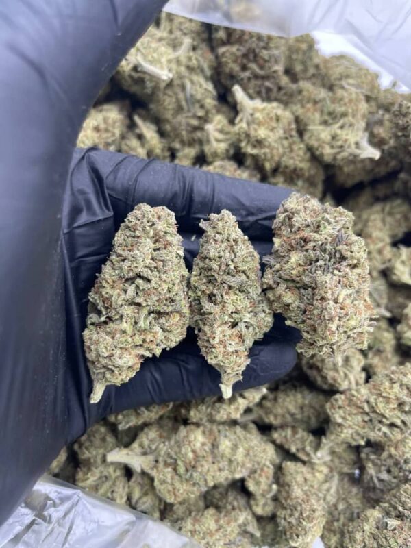SAPPHIRE kush Strain