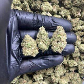 KUSH MINTZ Hybrid