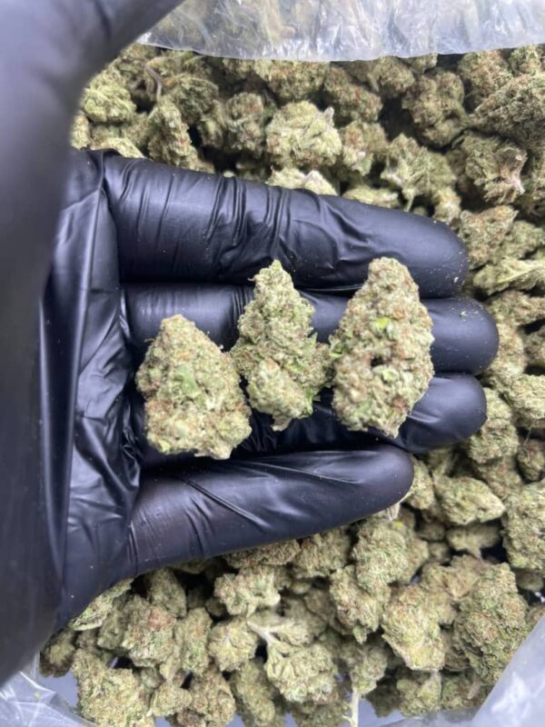 KUSH MINTZ Hybrid