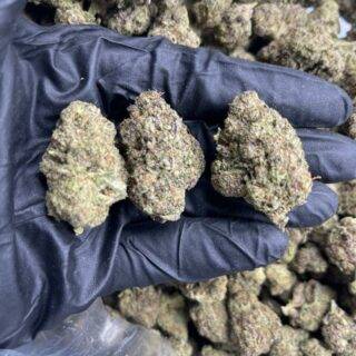 Jungle Kush