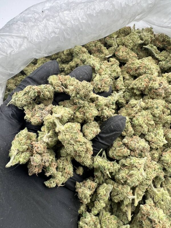 Sour Diesel strain