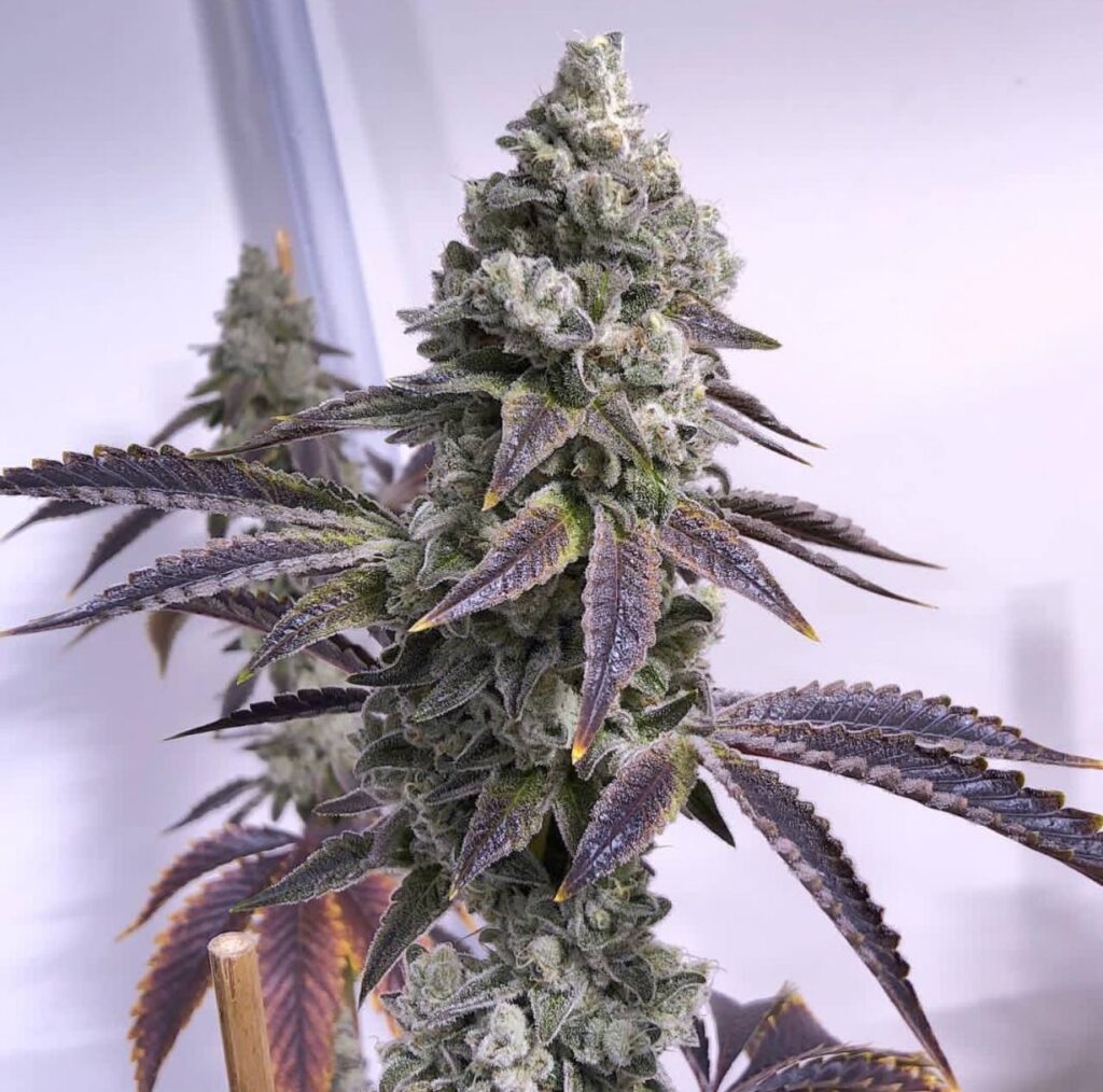 skywalker OG